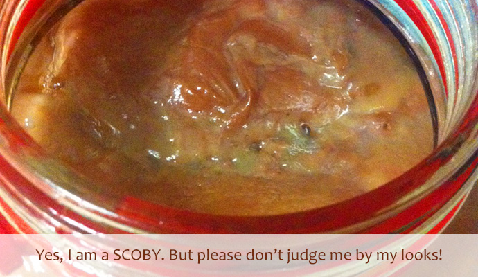 Yes I am a SCOBY. But please don't judge me by my looks!