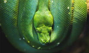 Photo of a beautiful green snake