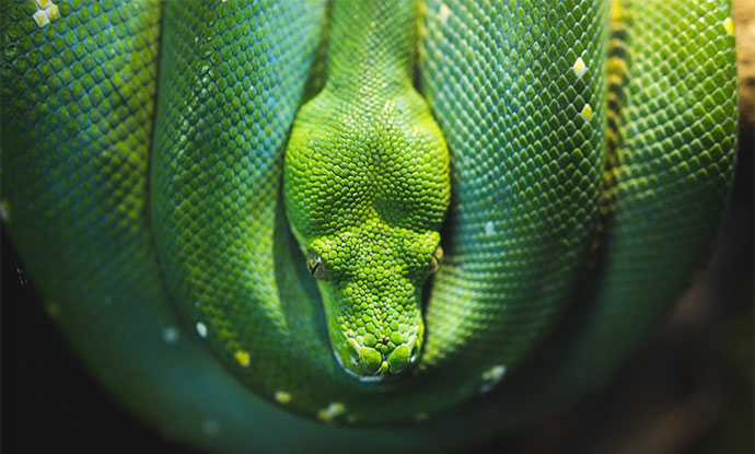 Photo of a beautiful green snake