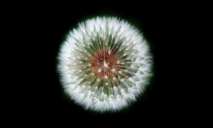 Photo of a dandelion mandala