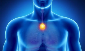 thymus activation